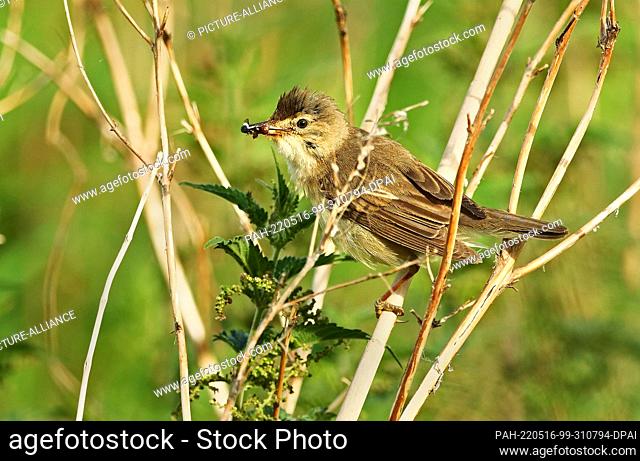 01 July 2021, Mecklenburg-Western Pomerania, Wiek: 01.07.2021, Wiek on Ruegen. A reed warbler (Acrocephalus scirpaceus) is sitting on reeds at a small pond near...