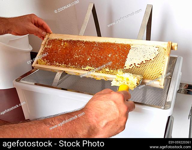 Entdeckeln einer Honigwabe auf Entdeckelungsgeschirr - Uncapping of honeycomb at plastic tub