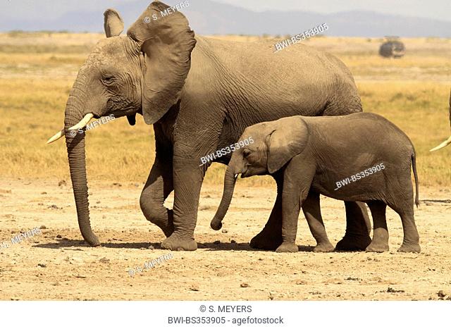 African elephant (Loxodonta africana), female with baby, Kenya, Amboseli National Park