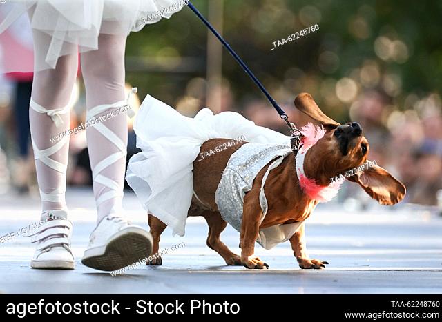 RUSSIA, ST PETERSBURG - SEPTEMBER 16, 2023: A dog wearing a fancy dress is seen during the 2023 Dachshund parade in Skipper Garden. Peter Kovalev/TASS
