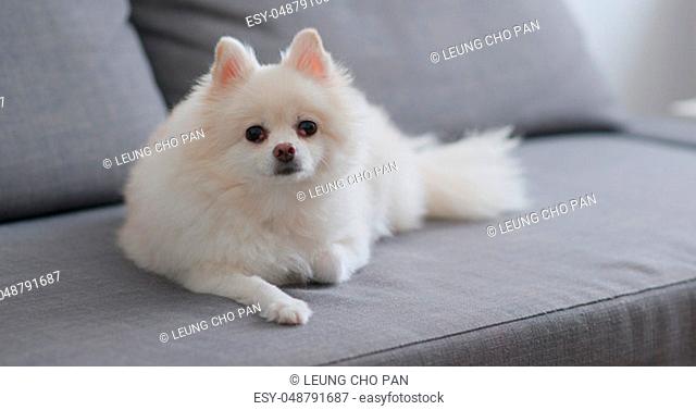 Pomeranian dog on couch