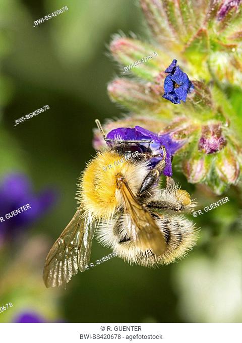 carder bee, common carder bee (Bombus pascuorum, Bombus agrorum), Common Carder Bee worker foraging on Common Bugloss (Anchusa officinalis), Germany