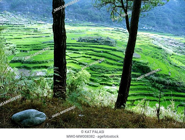 Sagada rice terraces, Mt Province, Philippines 2003