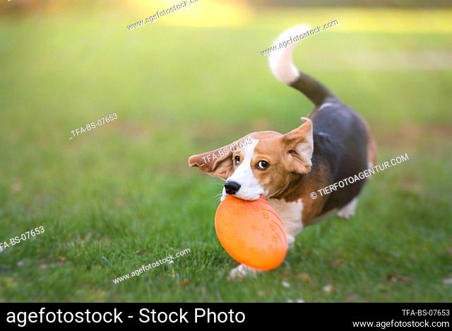 playing young Beagle