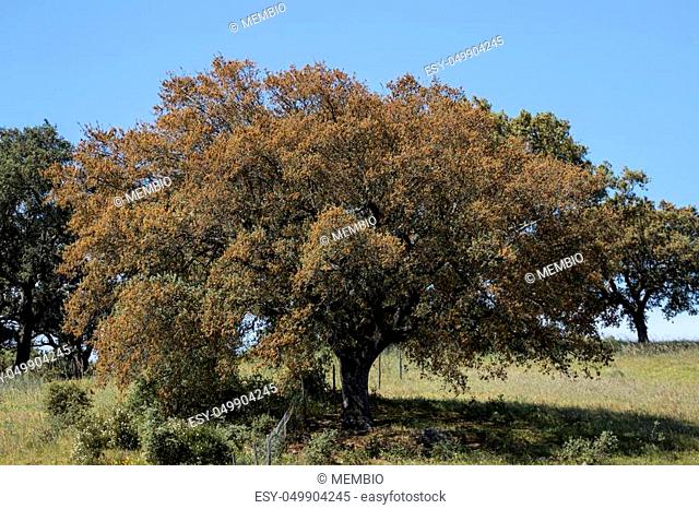 View of quercus ilex tree landscape in Alentejo