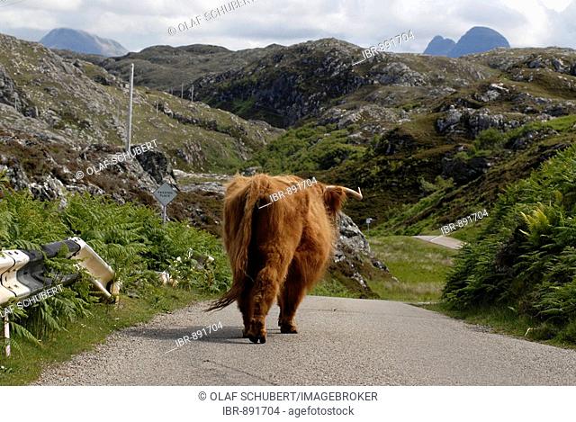 Lone highland cow on a road in the Scottish Highlands, left-hand drive, Scotland, United Kingdom, Europe