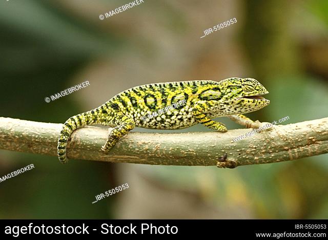 Jewel chameleon (Furcifer lateralis), male (Chamaeleo lateralis), side, Madagascar, Africa