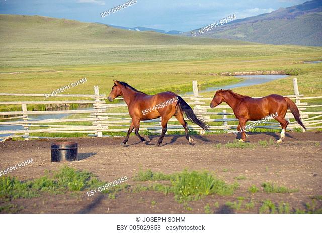 Arabian horses running in corral at Peggy Delaneys ranch in Centennial Valley, near Lakeview, MT