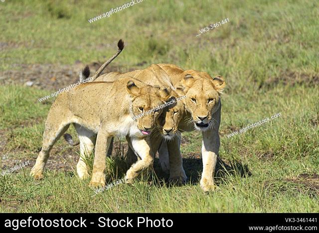 African lion, Panthera Leo, three females, Masai Mara National Reserve, Kenya, Africa