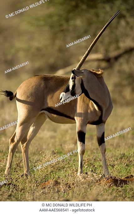 Beisa Oryx (Oryx gazella beisa) 11/8/2005, adult grooming its fur in the Samburu Game Reserve, Kenya