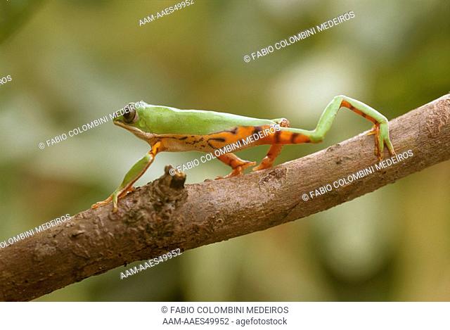 Orange-legged Treefrog aka Leaffrog (Phyllomedusa hypocondrialis), Brazil, Tocantins