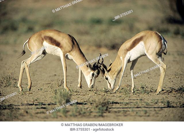 Two Springboks (Antidorcas marsupialis) fighting, Kgalagadi Transfrontier Park, Mata Mata, South Africa