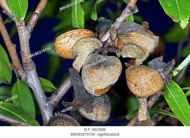 Almond (Prunus dulcis, Prunus amygdalus, Amygdalus communis, Amygdalus dulcis), ripe fruits on a tree