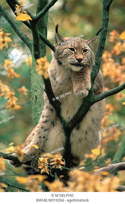 Eurasian lynx Lynx lynx, on tree
