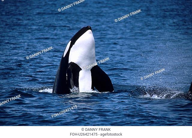 Transient killer whale Orcinus orca spy hop. National marine sanctuary, Monterey bay, California Pacific ocean, USA