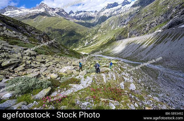 Hiker on marked hiking trail, descent from Schönbichler Horn to Berliner Hütte, moraine landscape, Waxeggkees Glacier, Berliner Höhenweg, Zillertal Alps