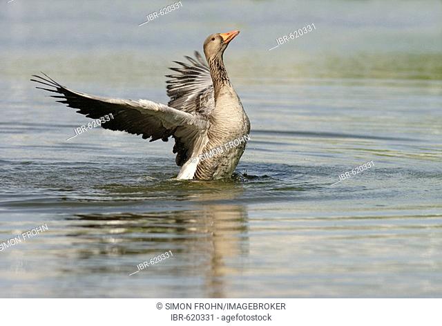 Greylag Goose (Anser anser) ruffling its plumage, Stuttgart, Baden-Wuerttemberg, Germany