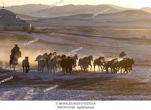 China, Inner Mongolia, Hebei Province, Zhangjiakou, Bashang Grassland, Mongolian horsemen lead a troop of horses running in a meadow covered by snow