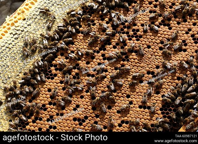 RUSSIA, KHERSON REGION - AUGUST 10, 2023: Bees are seen on a hive frame from a beehive in Askania-Nova in summer. Alexei Konovalov/TASS