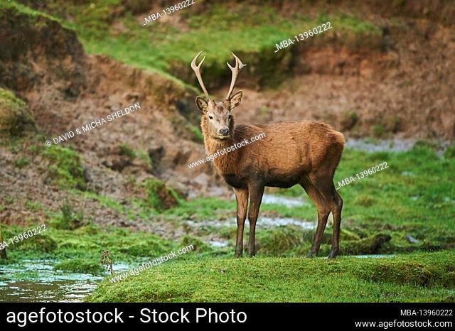 Red deer (Cervus elaphus), male, meadow, standing, looking at camera