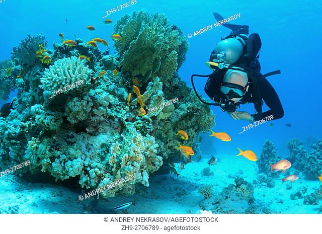 Male scuba diver with a school of Longspine anthias (Pseudanthias squamipinnis), Shark Yolanda reef, Ras Muhammed National Park, Sharm el-Sheikh, Egypt