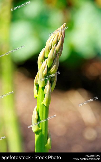 Spargelfeld - asparagus field 32