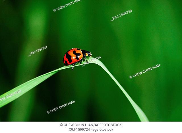 Red color of ladybird, Borneo