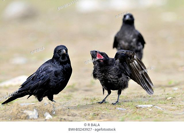 carrion crow Corvus corone, three birds on a soil ground, juvenile begging for food, Germany