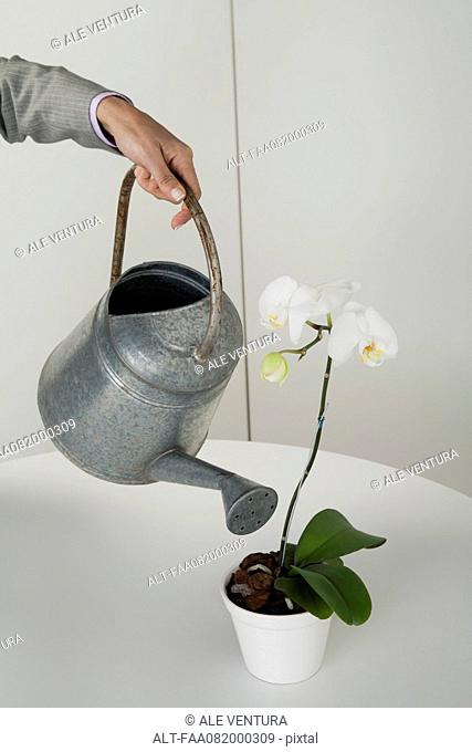 Woman watering potted orchid, cropped