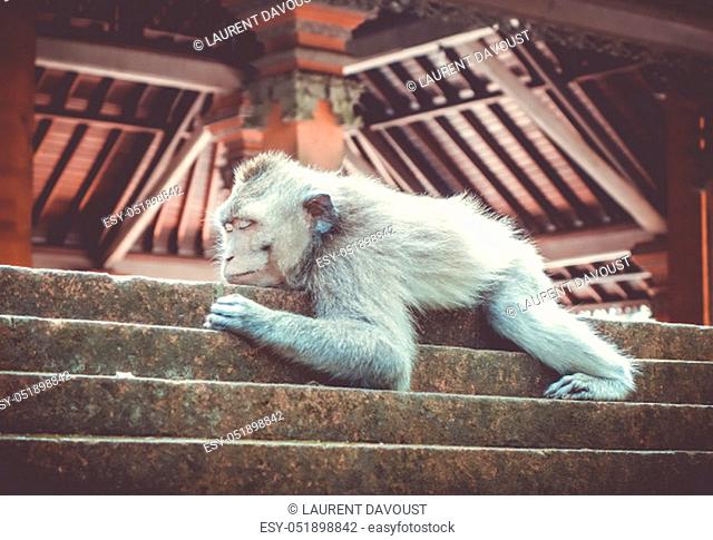Monkey sleeping on a temple roof in the sacred Monkey Forest, Ubud, Bali, Indonesia