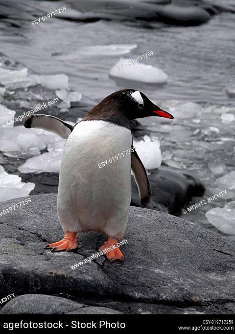 Gentoo Penguin Waving
