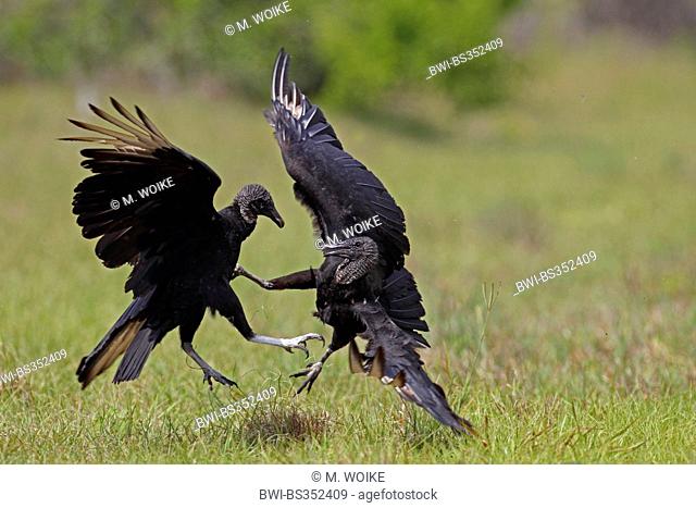 American black vulture (Coragyps atratus), two fighting vultures, USA, Florida