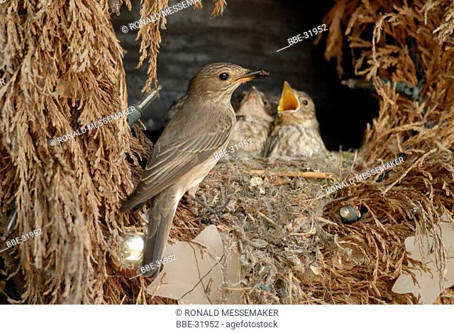 Spotted Flycatcher (Muscicapa striata) feeding its young at the nest
