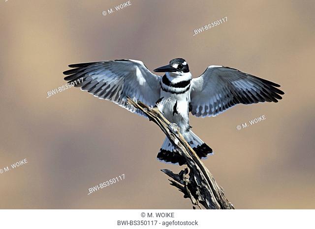lesser pied kingfisher (Ceryle rudis), male landing on a branch , South Africa, Pilanesberg National Park