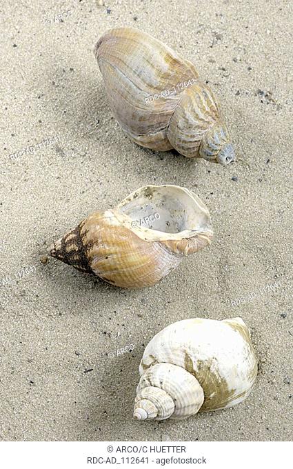 Common Whelk shells Netherlands Buccinum undatum