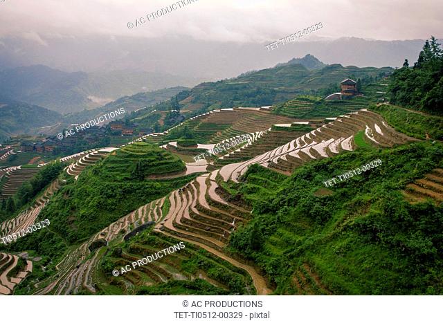 Longsheng Rice Terrace in Longsheng, Guangxi Province, China