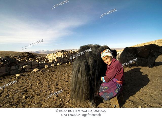A Kazakh woman milking her Yak