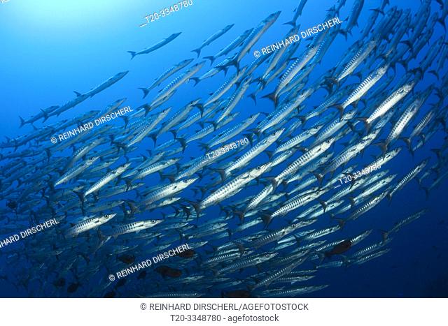 Shoal of Blackfin Barracuda, Sphyraena qenie, Tufi, Solomon Sea, Papua New Guinea