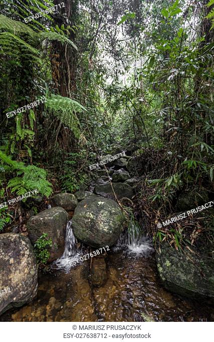 Path in the jungle. Sinharaja rainforest in Sri Lanka..