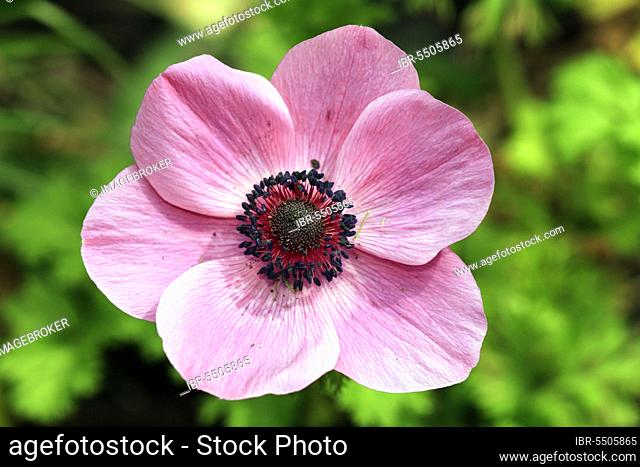 Windflower (Anemone coronaria)