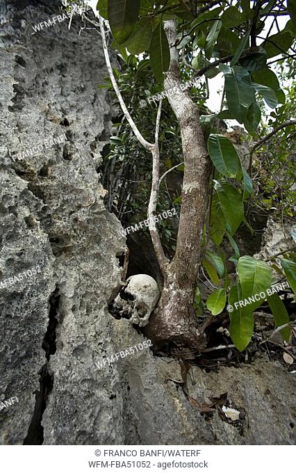 skull from a grave, Raja Ampat, Irian Jaya, West Papua, Pacific Ocean, Indonesia