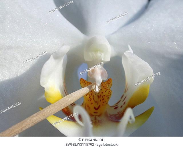 moth orchid Phalaenopsis-Hybride, simulation of the pollination, serial picture 1/2