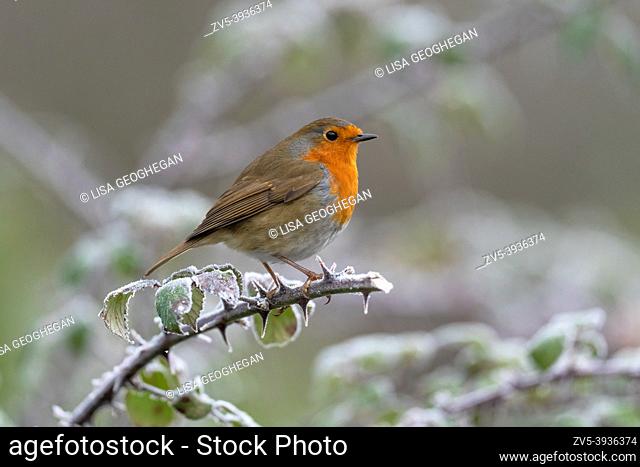 European Robin-Erithacus rubecula perches on brambles covered in hoar frost