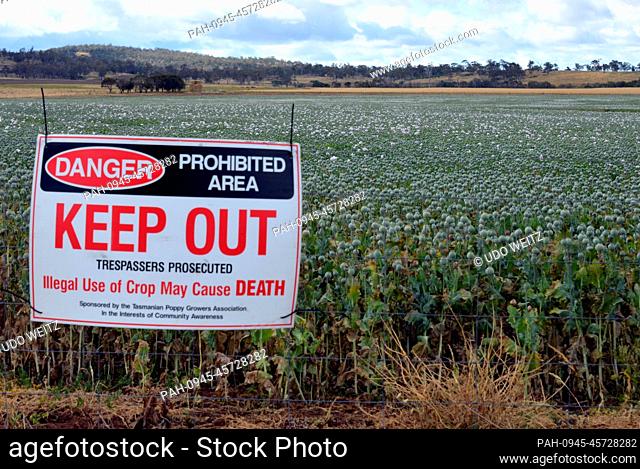 A warning sign stands on the edge of a field of opium poppy plants (papaver somniferum) near Campbell Town, Tasmania, Australia, 06 January 2014