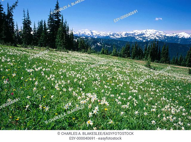 Avalanche Lilies (Erythronium montanum) in mountain meadow.  Hurricane Ridge,  Olympic National Park, Clallam County,  Washington,  U.S.A