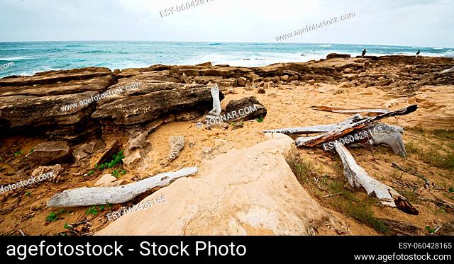 blur in south africa  branch dead tree coastline of st lucia and winter season