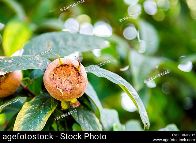 Common medlars on a tree family Mespilus germanica