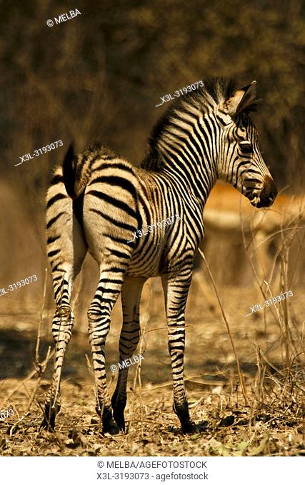 Baby Zebra, Equus quagga. Mana Pools National Park. Zimbabwe