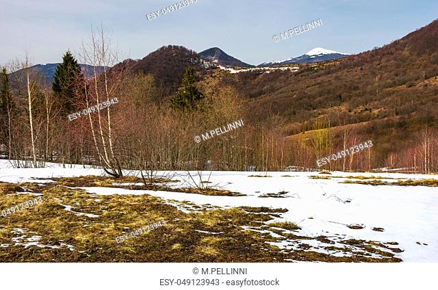 spring is coming to snowy mountain. mixed forest on a slope with snow and weathered grass. snowy peak of the mountain is seen in a distance