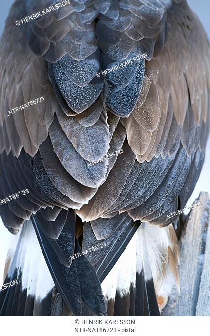 Scandinavia, Sweden, Vasterbotten, View of golden eagle feathers, close-up